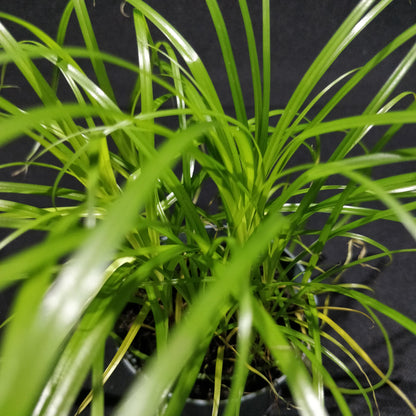 Cyperus Alternifolius 'Zumula'