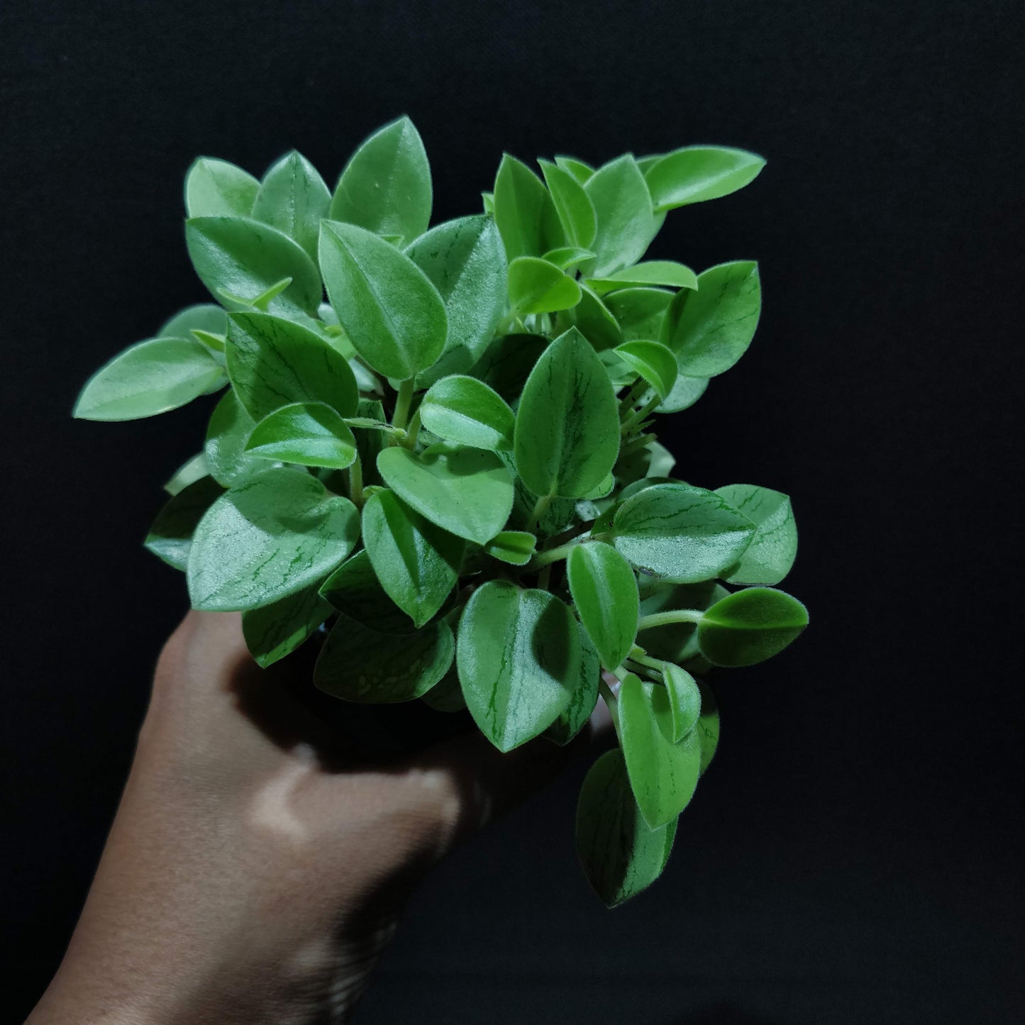 Peperomia Pixie - Peperomia Orba