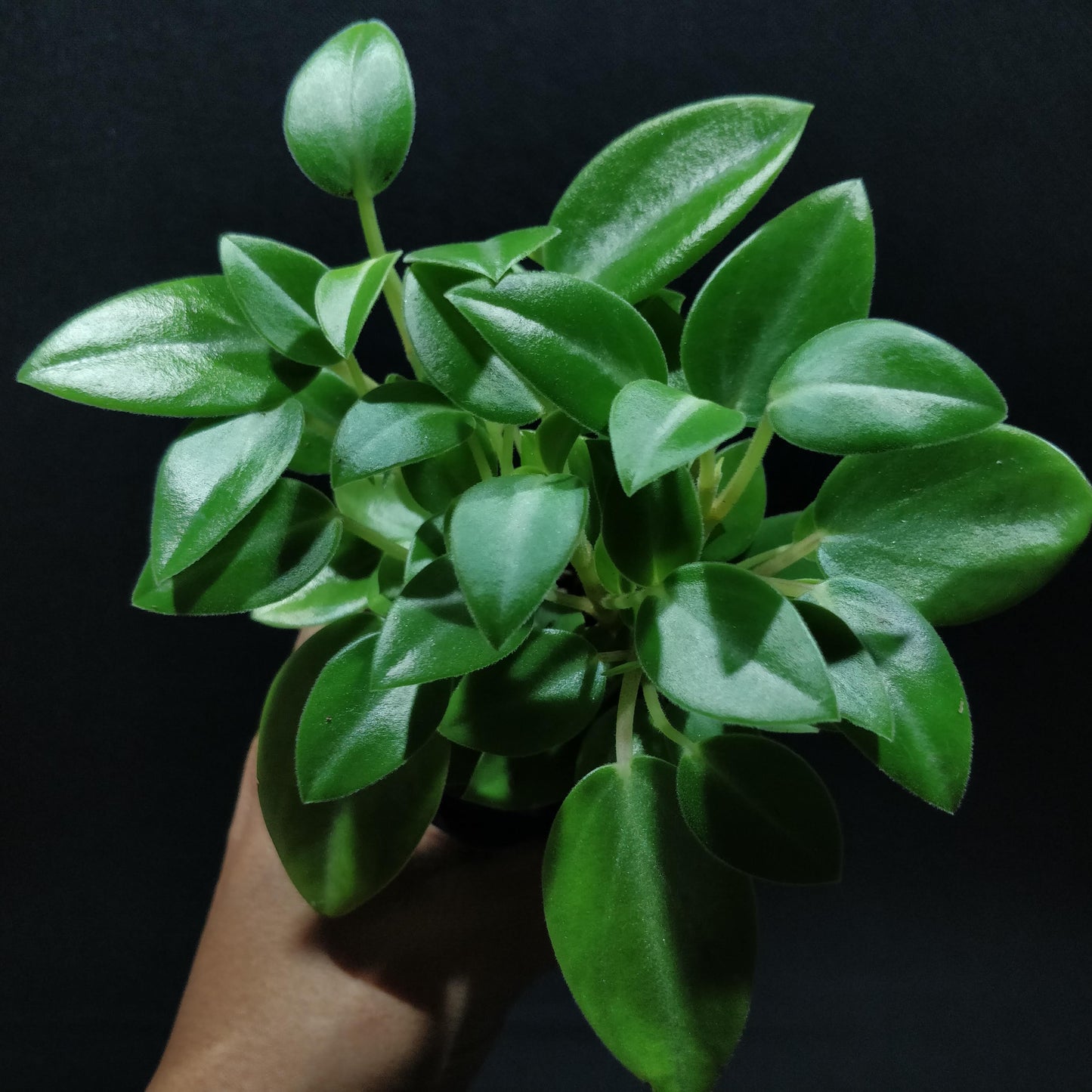 Peperomia Pixie - Peperomia Orba