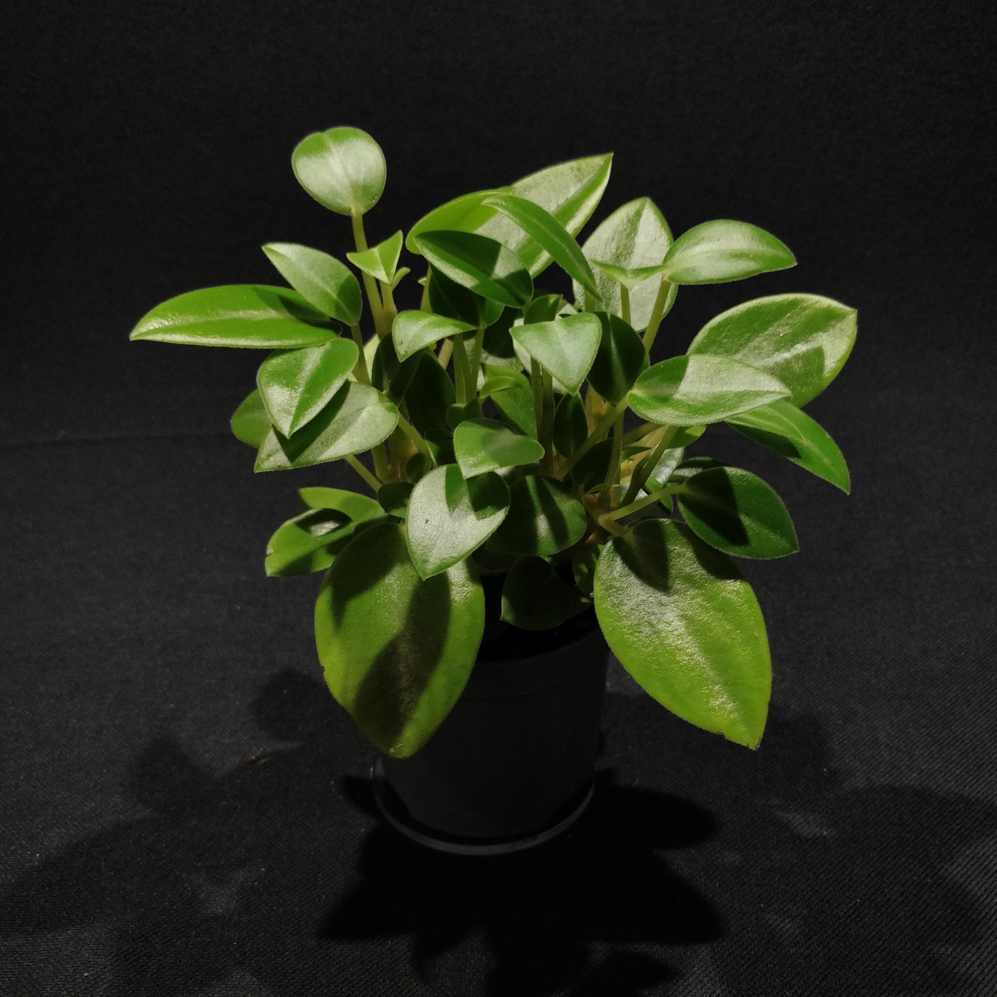 Peperomia Pixie - Peperomia Orba