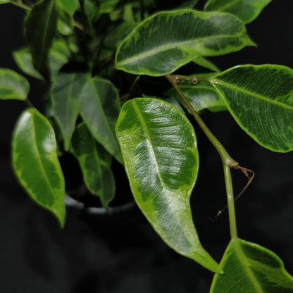 Variegated Weeping Fig - Ficus Benjamina 'Kinky'