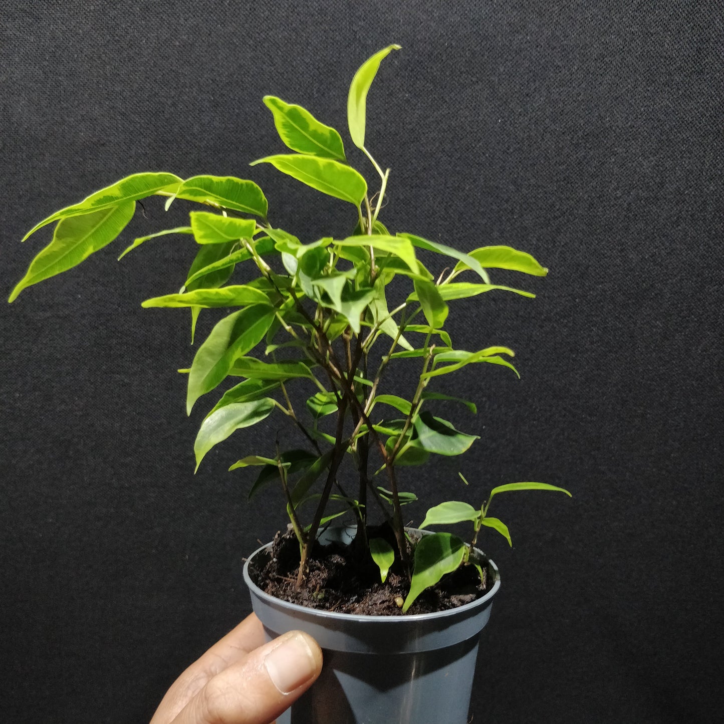 Variegated Weeping Fig - Ficus Benjamina 'Kinky'