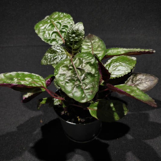 Purple Waffle Plant - Hemigraphis Alternata