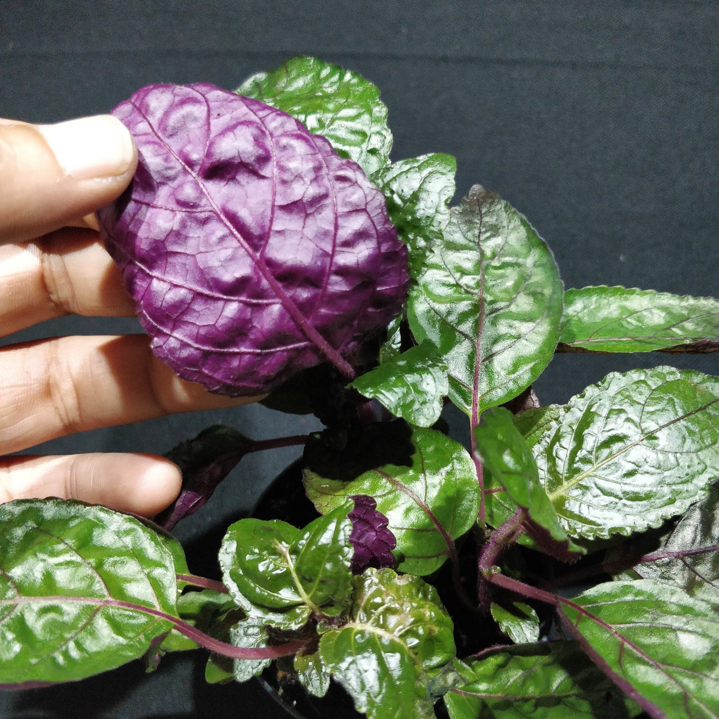 Purple Waffle Plant - Hemigraphis Alternata