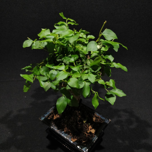 Privet Bonsai - Ligustrum