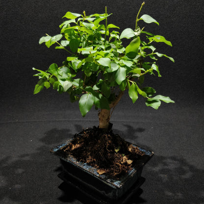 Privet Bonsai - Ligustrum