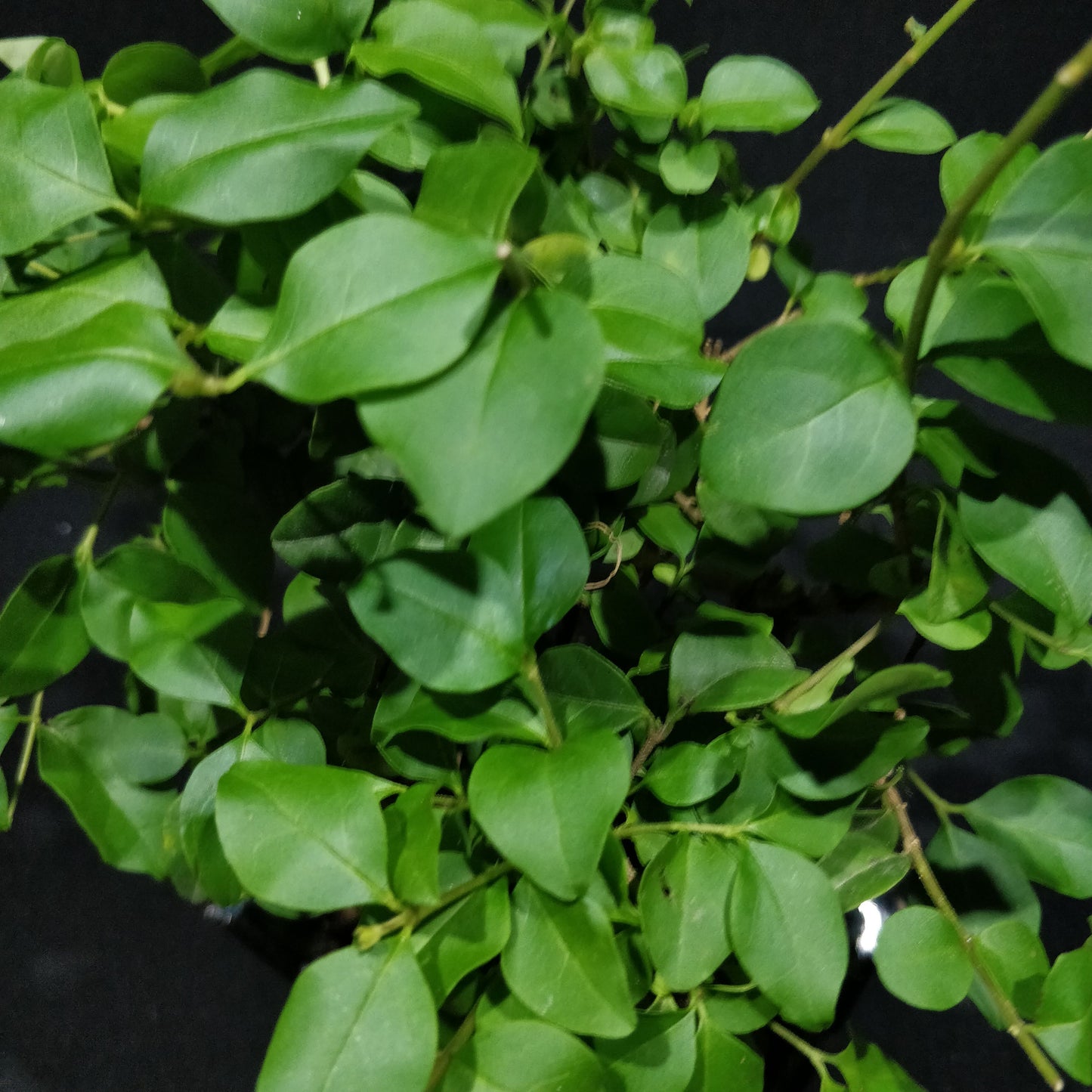 Privet Bonsai - Ligustrum