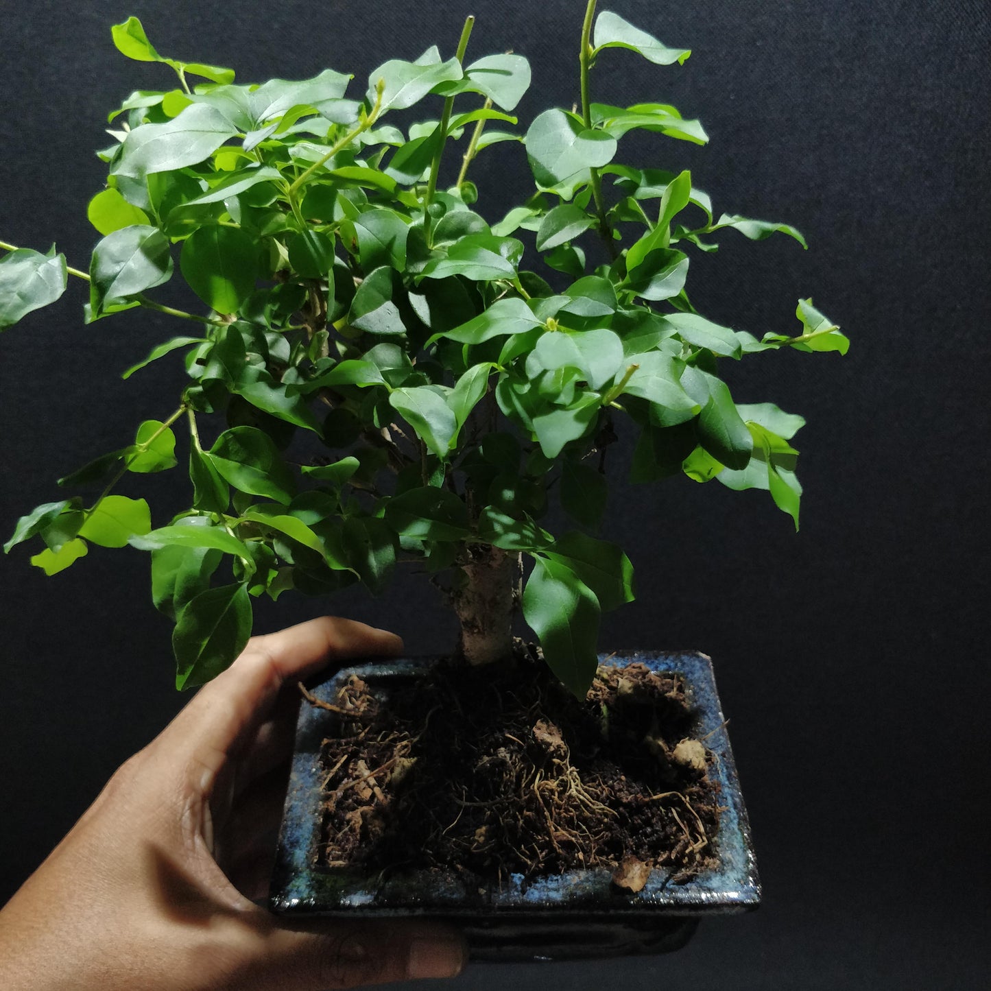 Privet Bonsai - Ligustrum