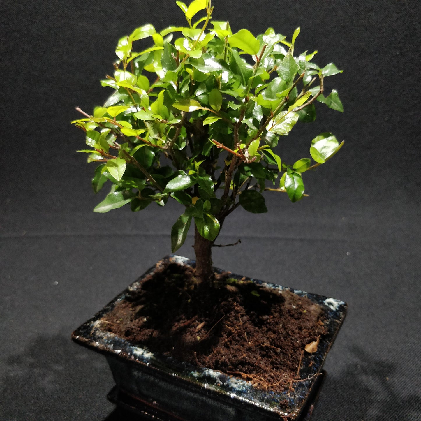 Chinese Sweet Plum Bonsai