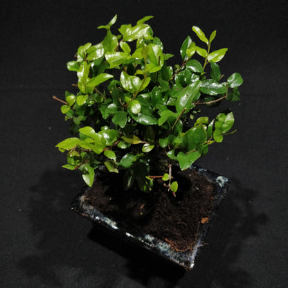 Chinese Sweet Plum Bonsai