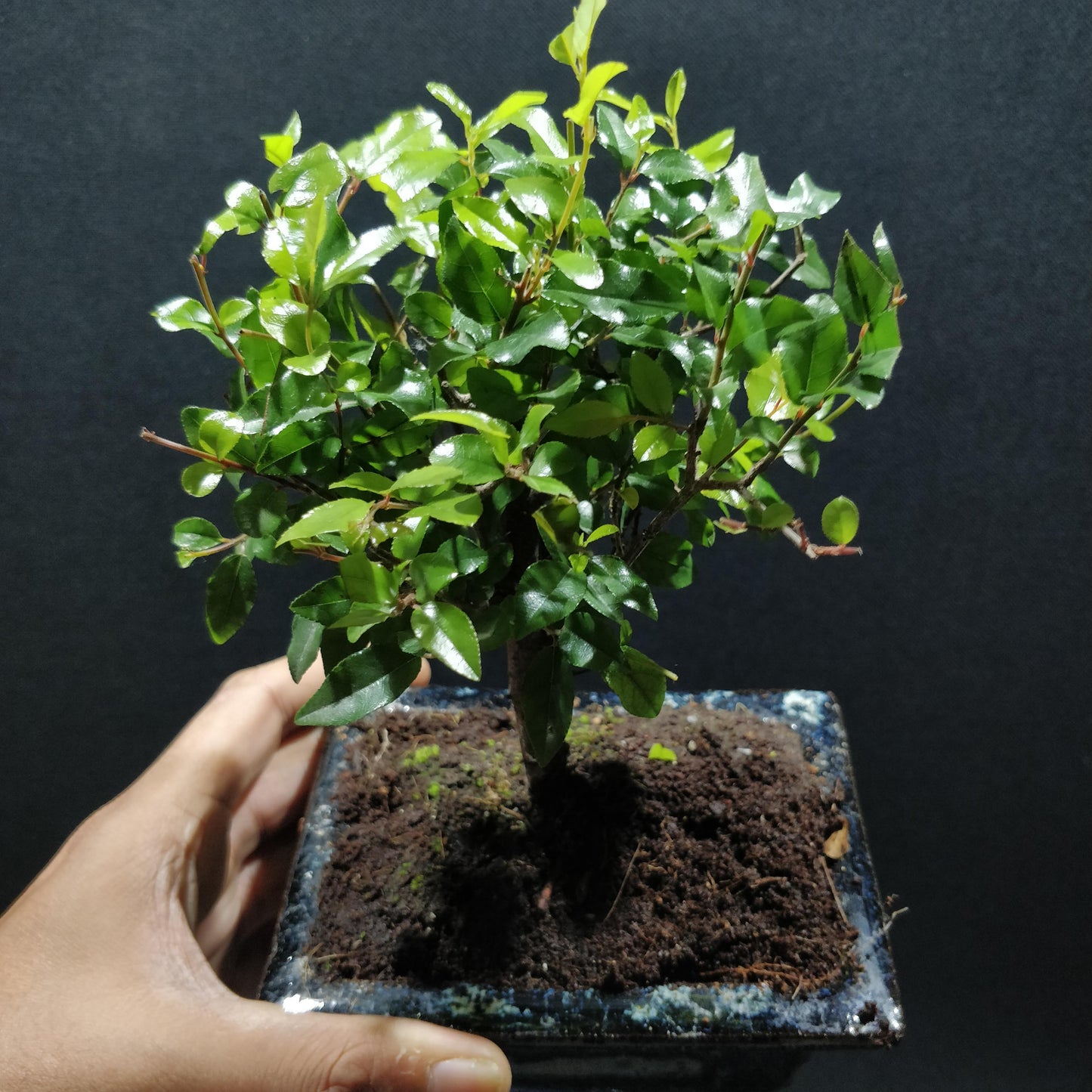 Chinese Sweet Plum Bonsai