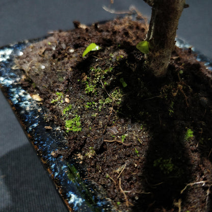 Chinese Sweet Plum Bonsai