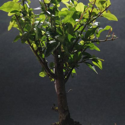 Chinese Sweet Plum Bonsai