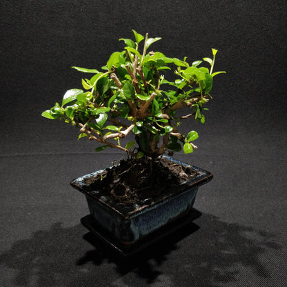 Fukien Tea Tree Bonsai