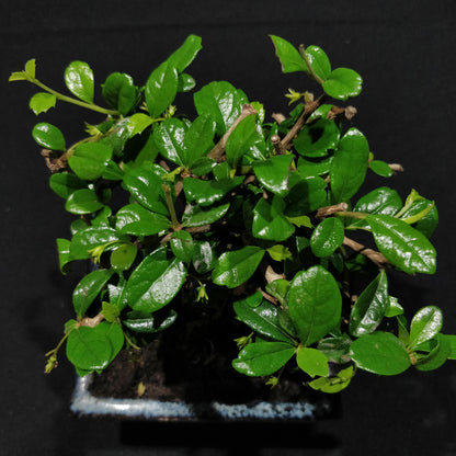 Fukien Tea Tree Bonsai