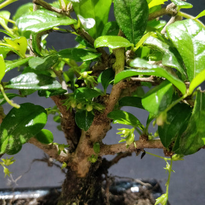 Fukien Tea Tree Bonsai