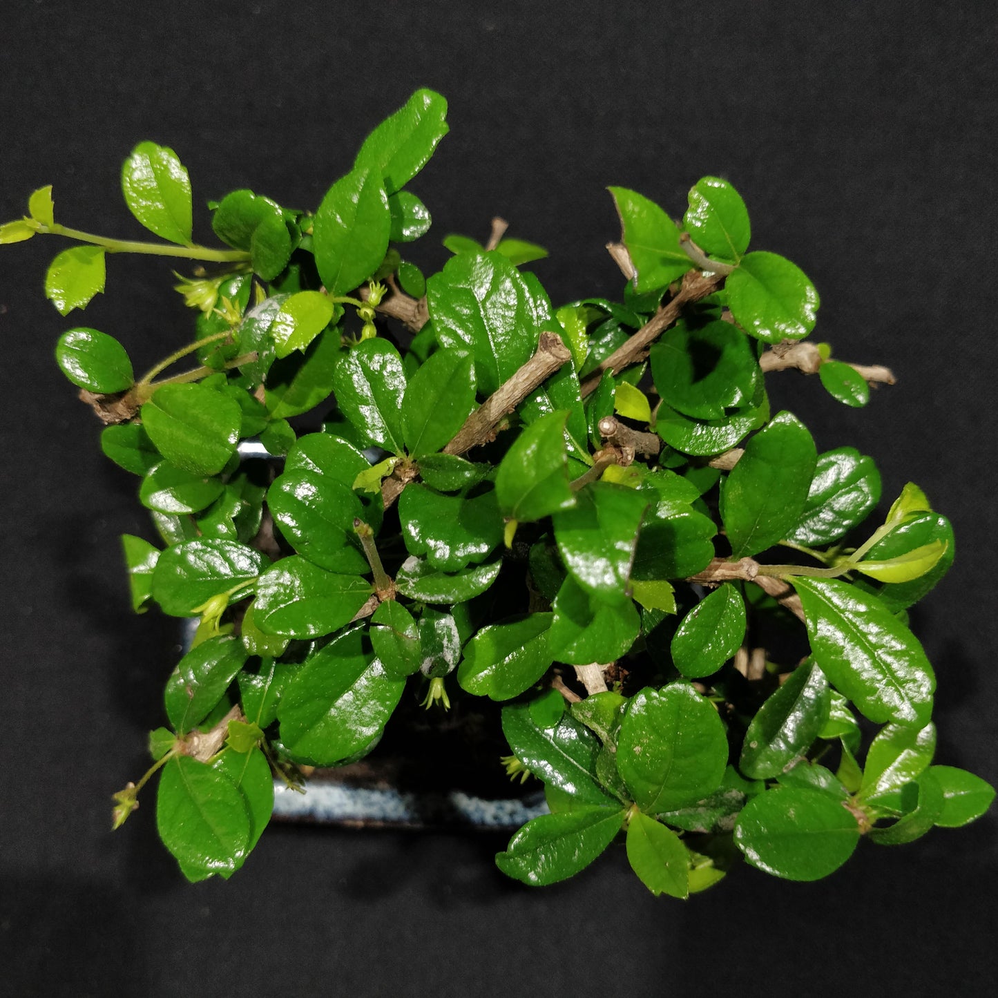 Fukien Tea Tree Bonsai