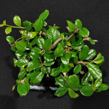 Fukien Tea Tree Bonsai