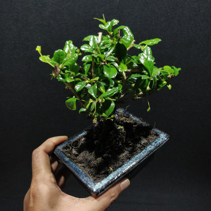 Fukien Tea Tree Bonsai