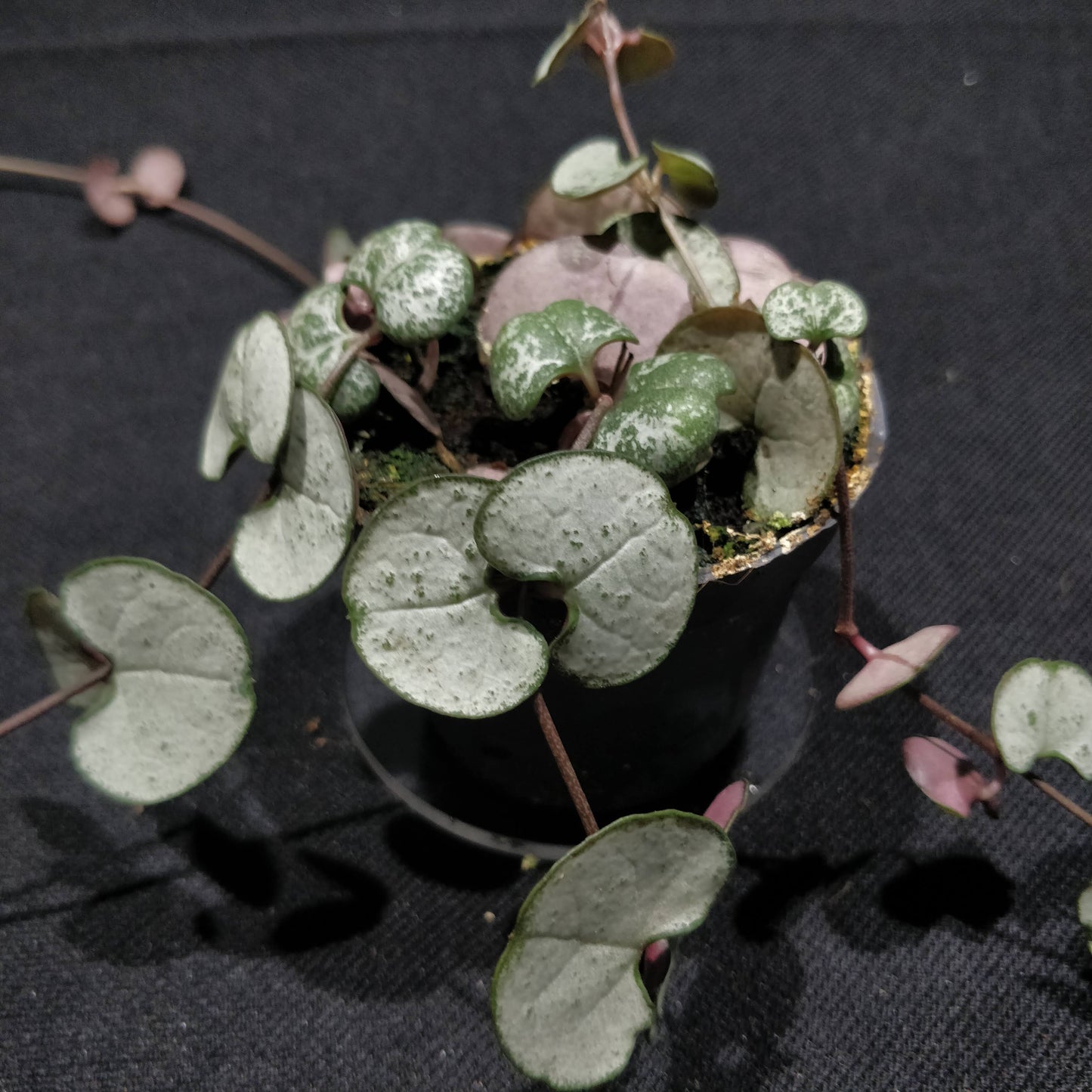 String of Hearts - Ceropegia Woodii