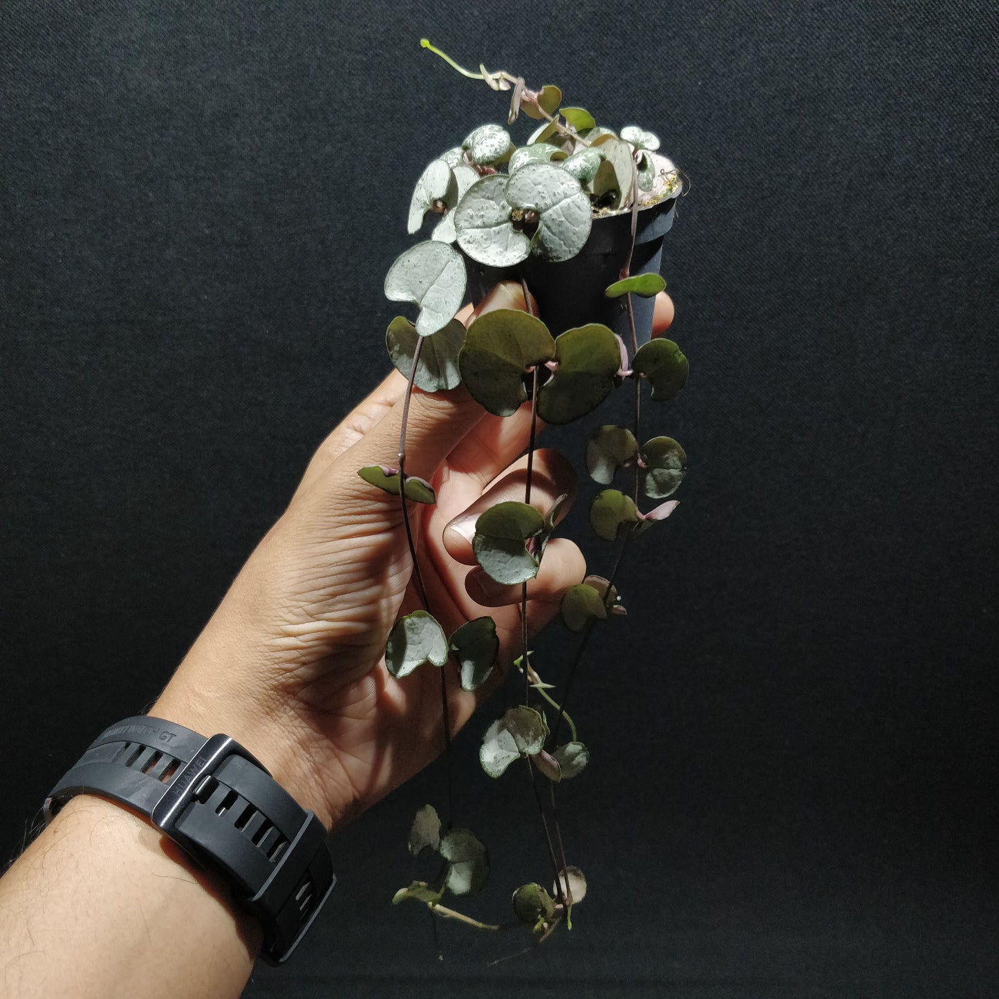 String of Hearts - Ceropegia Woodii