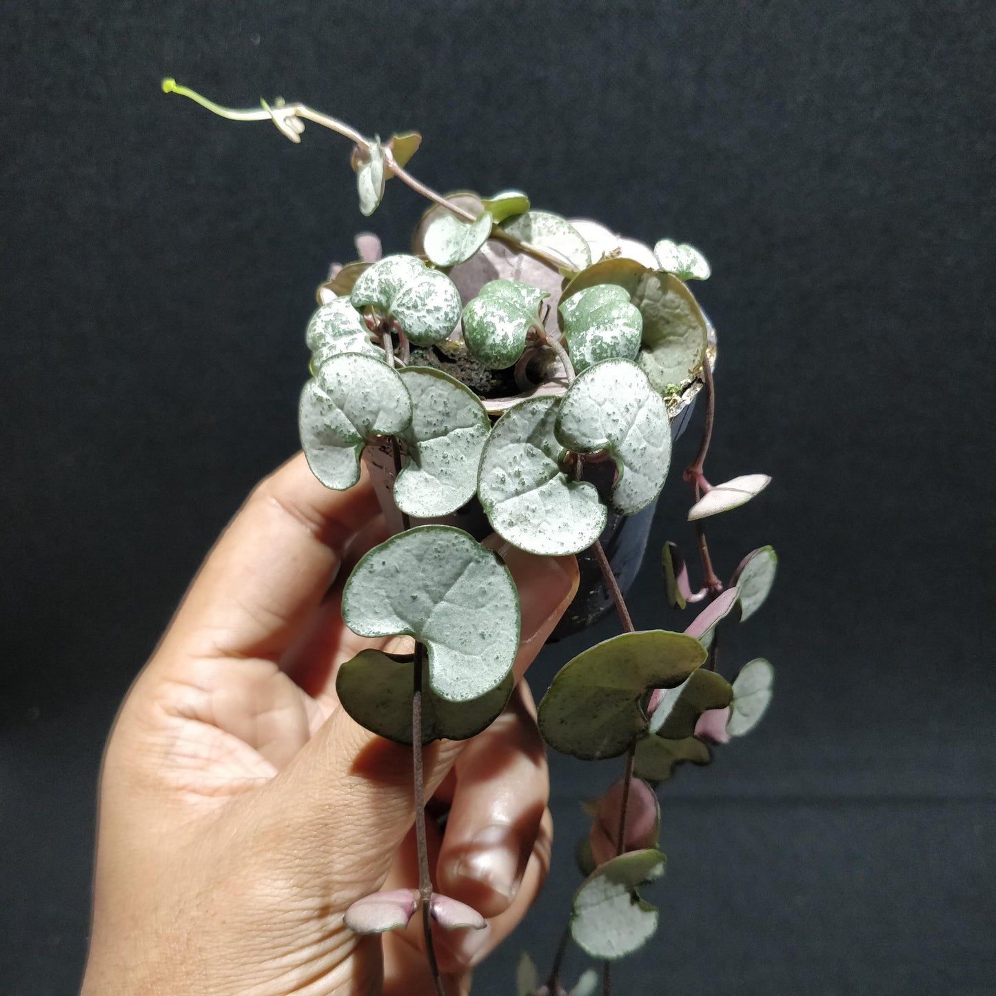 String of Hearts - Ceropegia Woodii