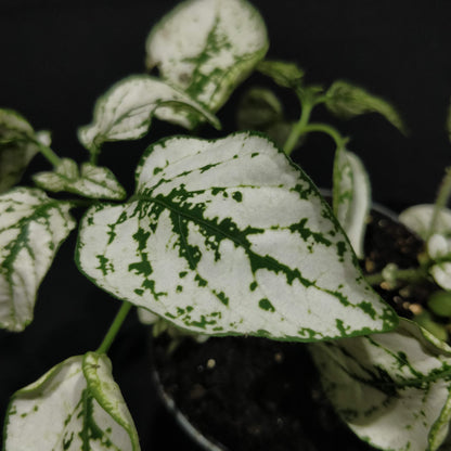 Polka Dot Plant - Hypoestes Phyllostachya