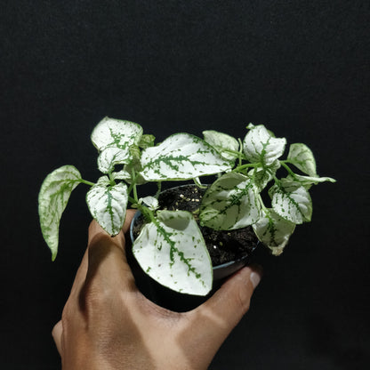 Polka Dot Plant - Hypoestes Phyllostachya