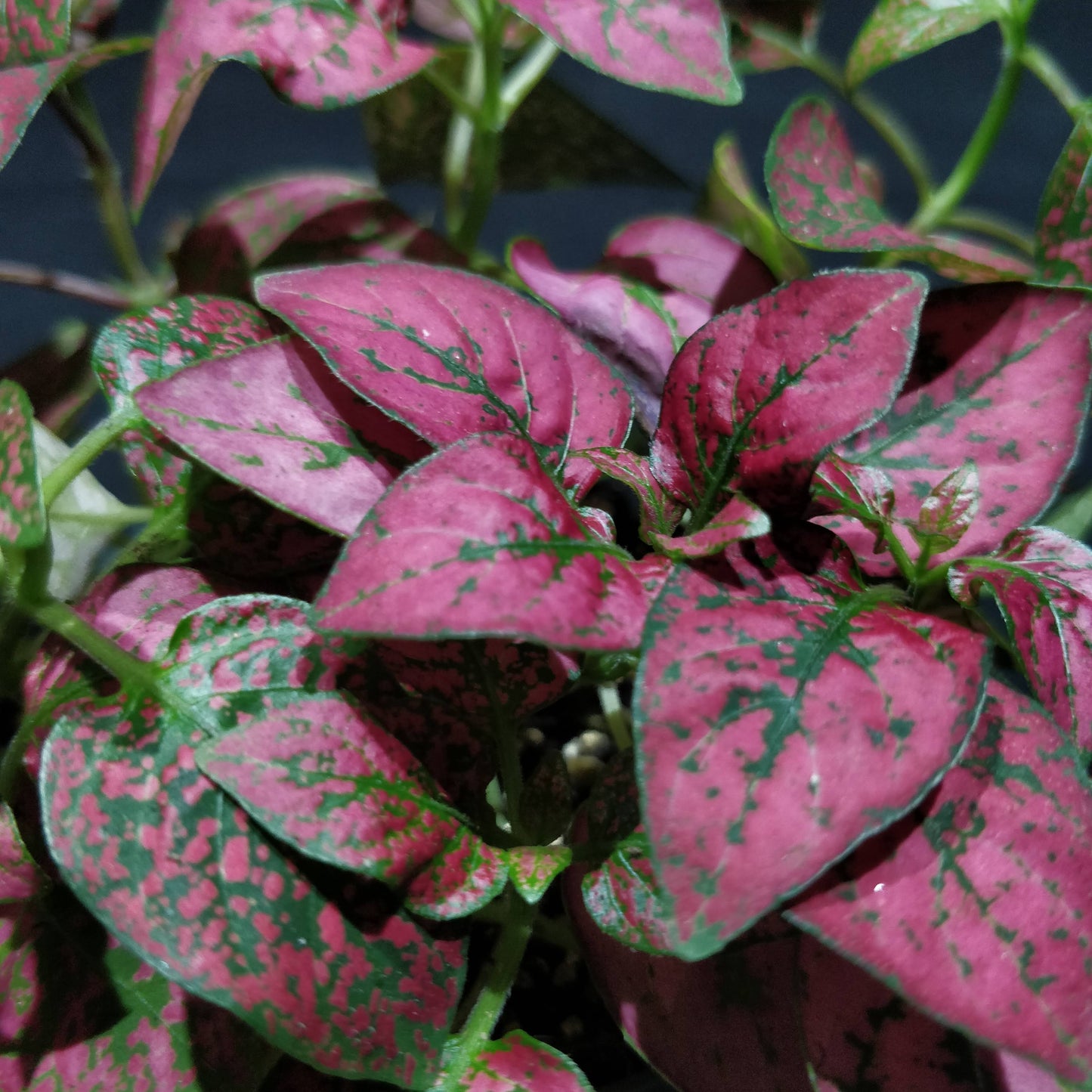 Polka Dot Plant - Hypoestes Phyllostachya