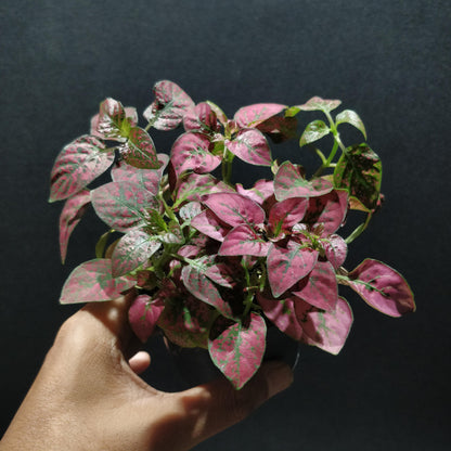 Polka Dot Plant - Hypoestes Phyllostachya