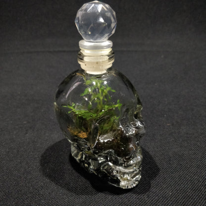 Skull Terrariums - NS072