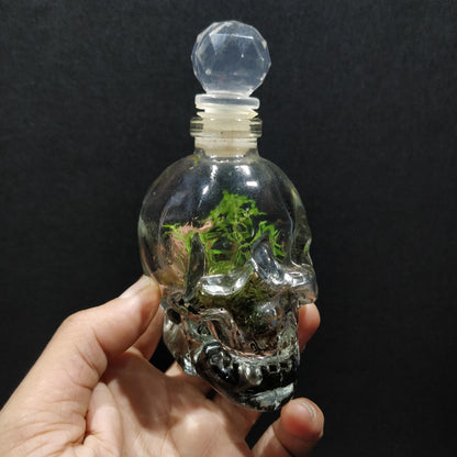 Skull Terrariums - NS072