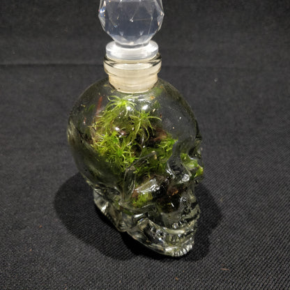 Skull Terrariums - NS072