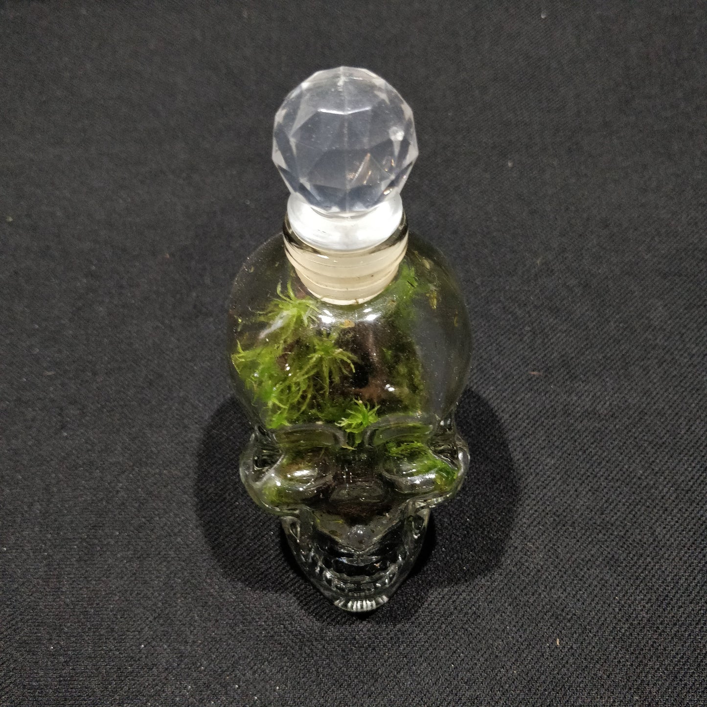 Skull Terrariums - NS072