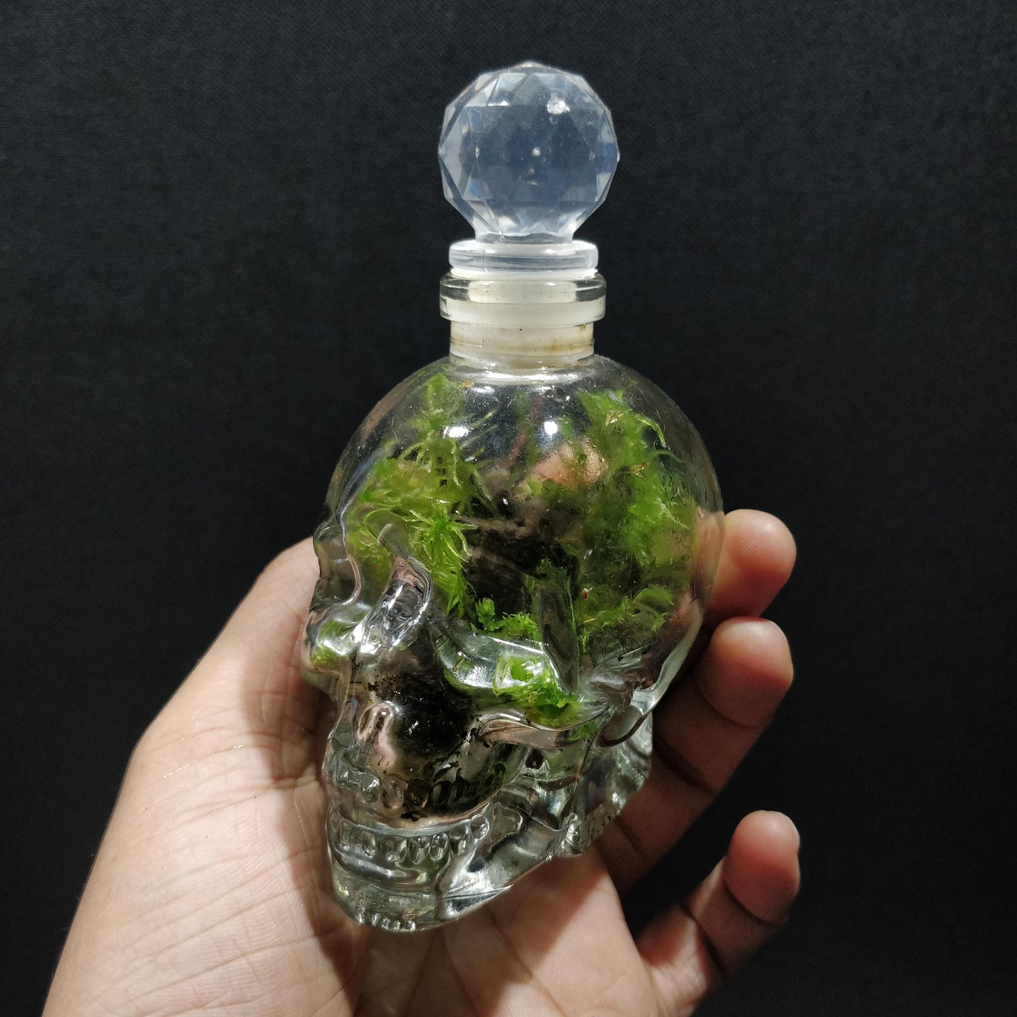 Skull Terrariums - NS072