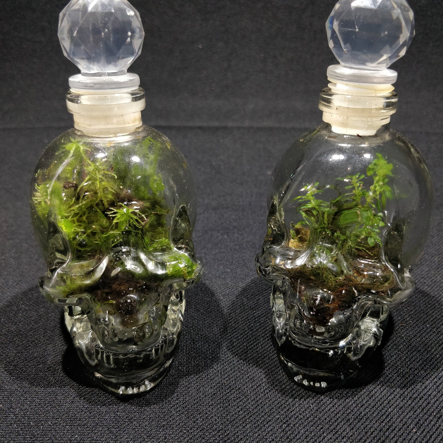 Skull Terrariums - NS072