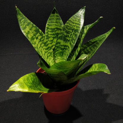 Snake Plant - Dracaena Trifasciata