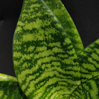 Snake Plant - Dracaena Trifasciata