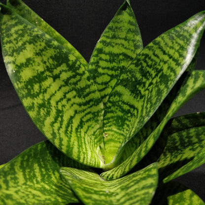 Snake Plant - Dracaena Trifasciata