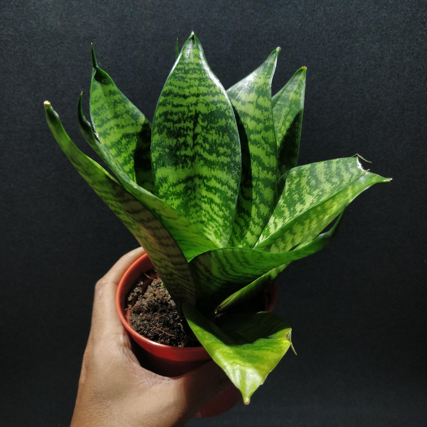 Snake Plant - Dracaena Trifasciata