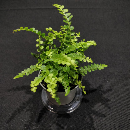 Lemon Button Fern - Nephrolepis Cordifolia “Duffii”