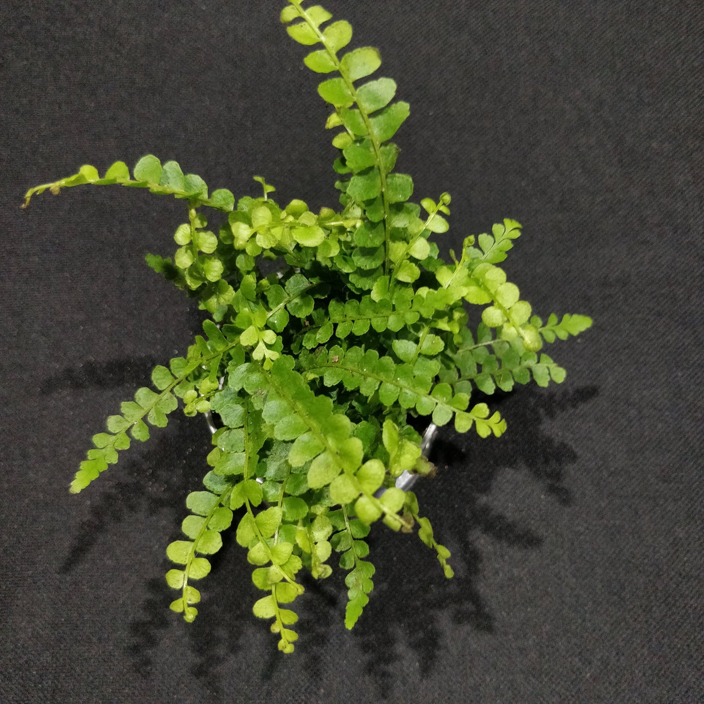 Lemon Button Fern - Nephrolepis Cordifolia “Duffii”