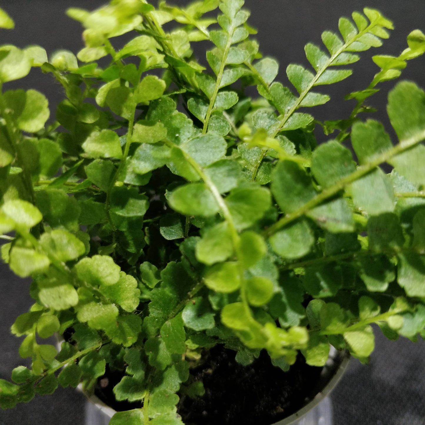 Lemon Button Fern - Nephrolepis Cordifolia “Duffii”