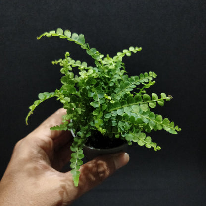 Lemon Button Fern - Nephrolepis Cordifolia “Duffii”