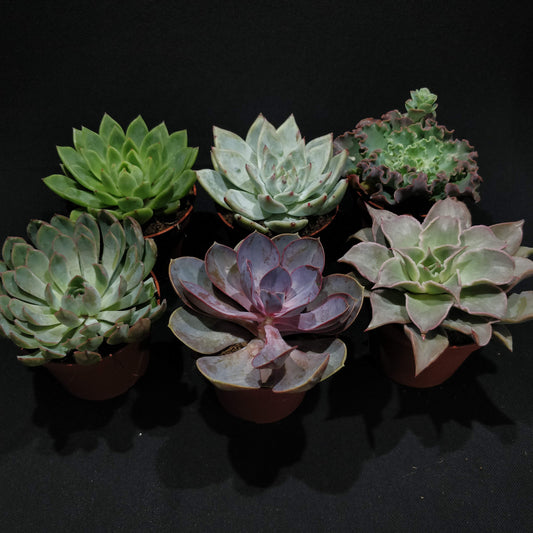 Echeveria - Succulents (Large)