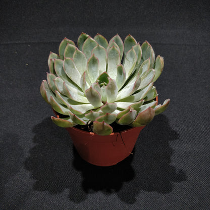 Echeveria - Succulents (Large)