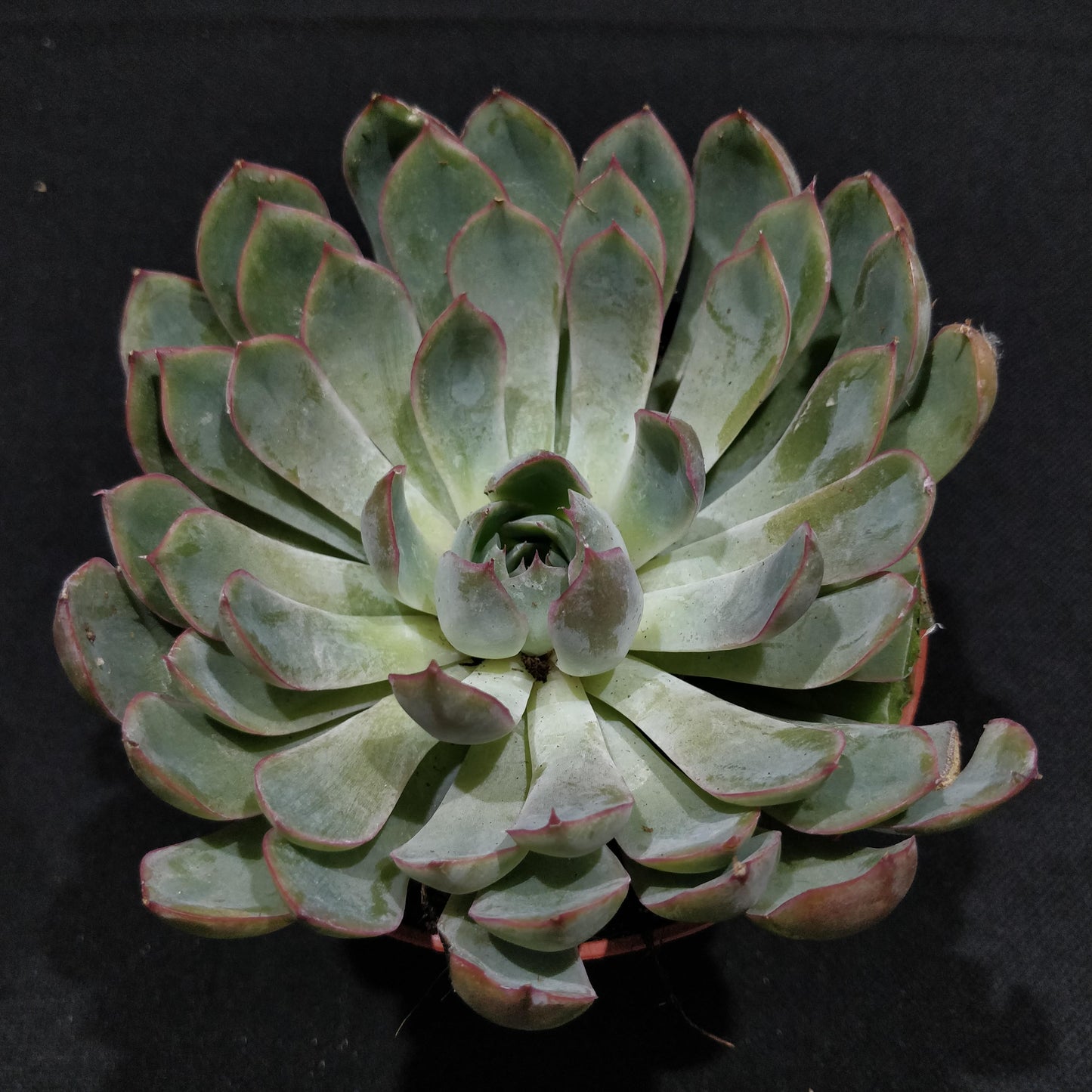 Echeveria - Succulents (Large)