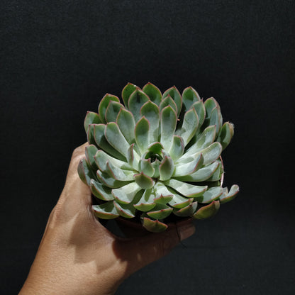 Echeveria - Succulents (Large)