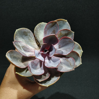 Echeveria - Succulents (Large)