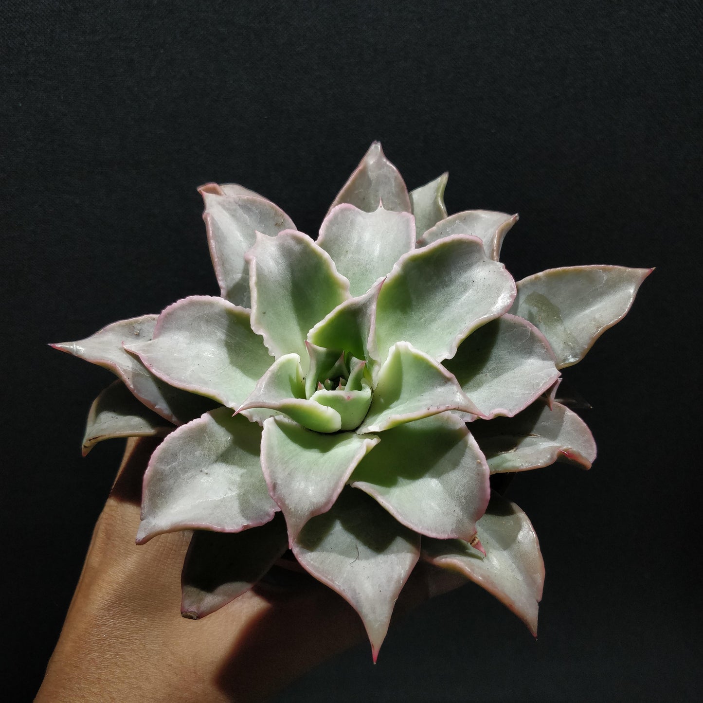 Echeveria - Succulents (Large)